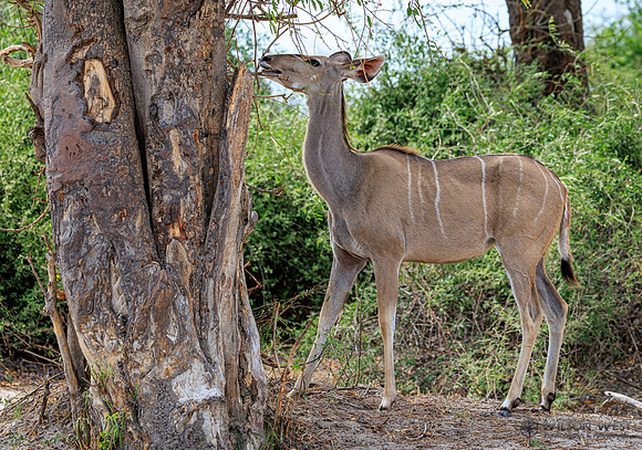 Greater Kudu