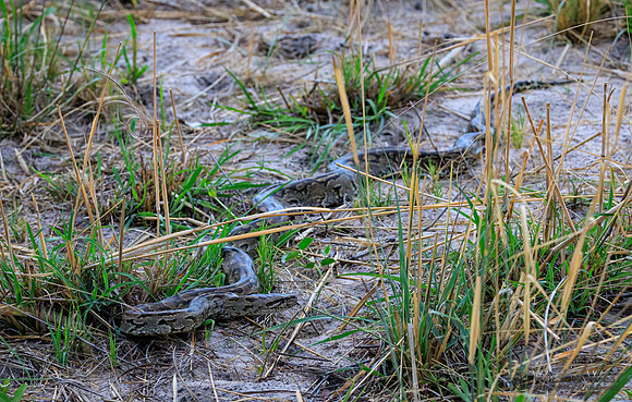 Rock Python