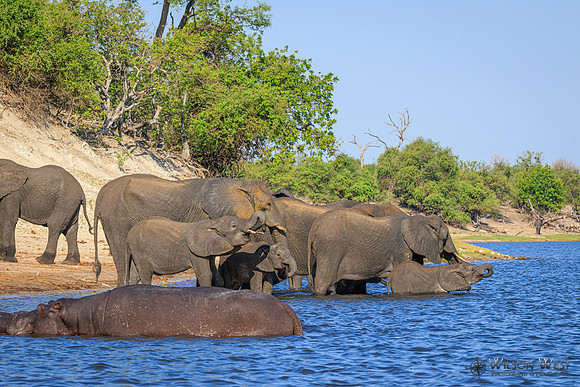 Elephant, Hippopotamus