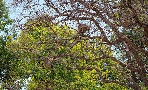 Baboon