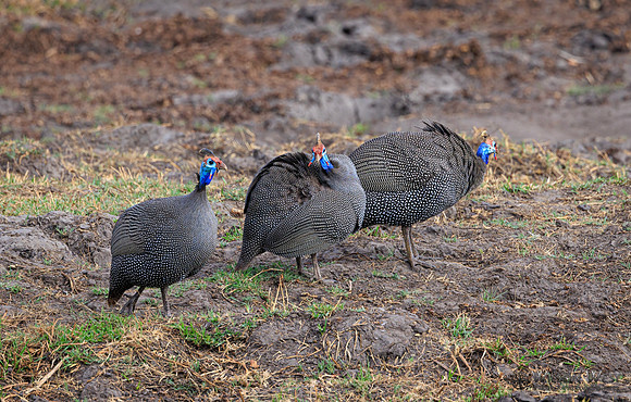 Helmeted Guineafowl