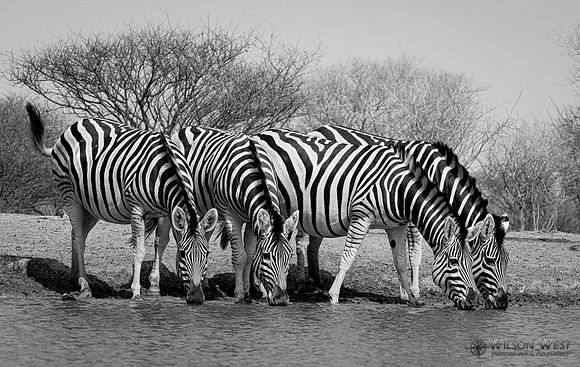 Burchell's Zebra