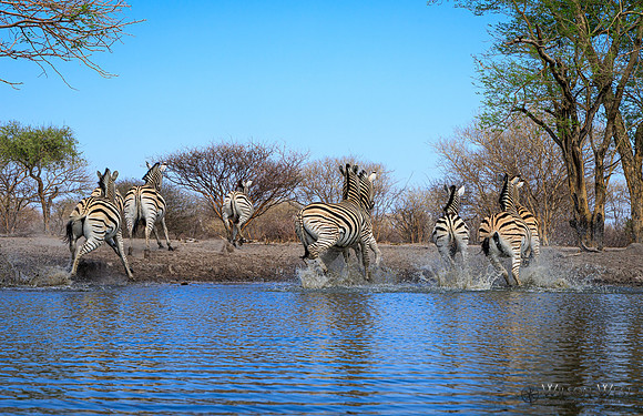 Burchell's Zebra