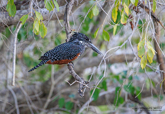 Giant Kingfisher