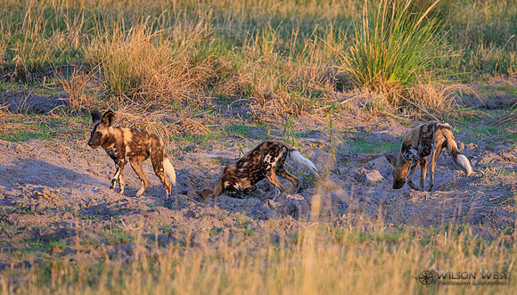 African Wild Dog