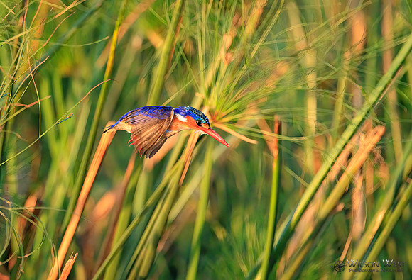 Malachite Kingfisher