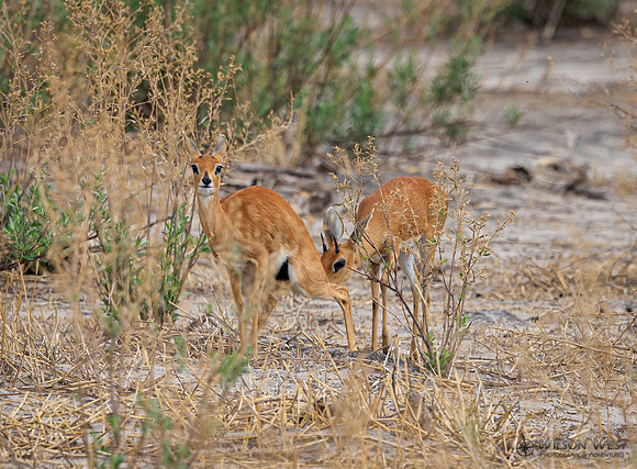 Steenbok