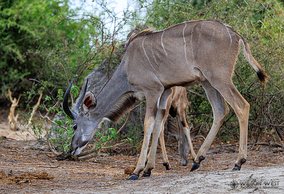 Greater Kudu