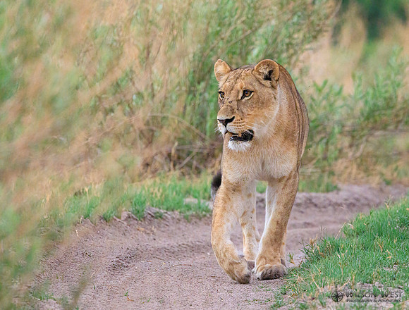 Lion