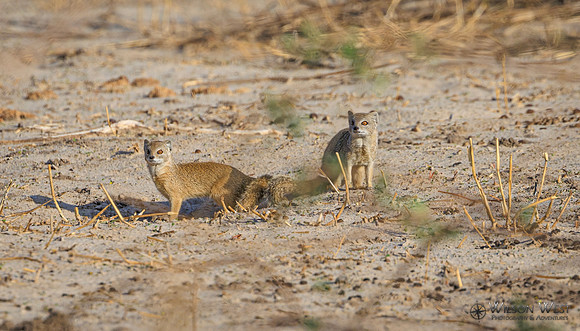 Mongoose