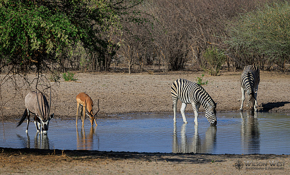 Burchell's Zebra, Impala, Oryx