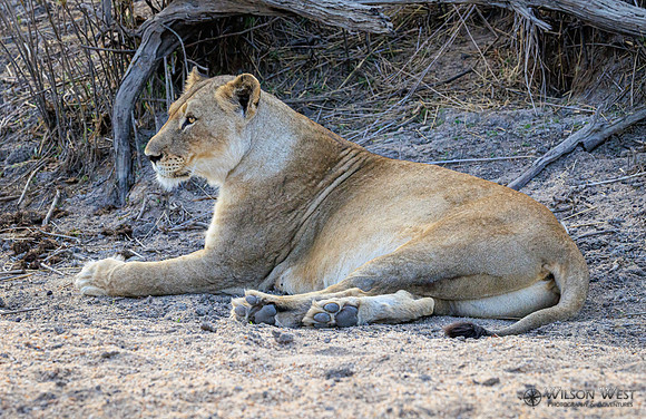 Lion