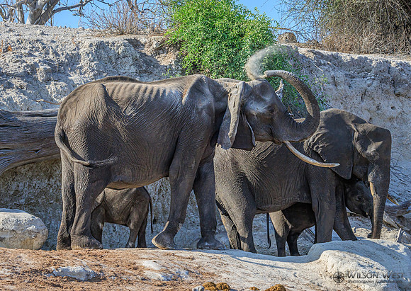Elephant