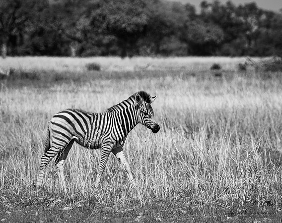 Burchell's Zebra