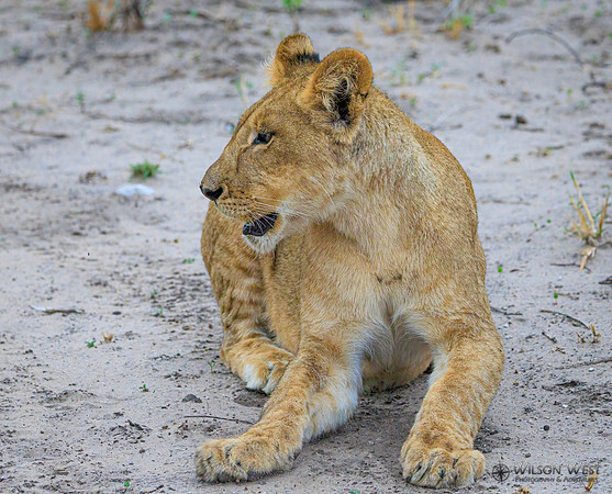 Lion