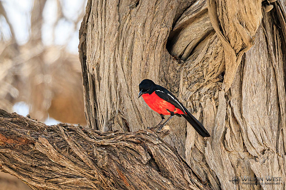 Crimson-breasted Shrike