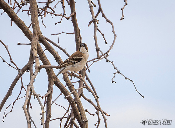 White-browed Sparrow-Weaver