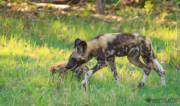African Wild Dog