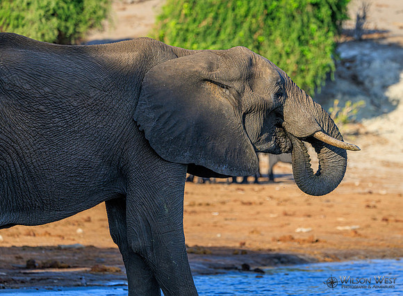 Elephant
