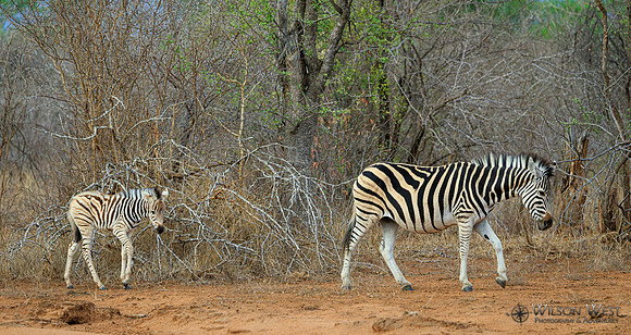 Burchell's Zebra