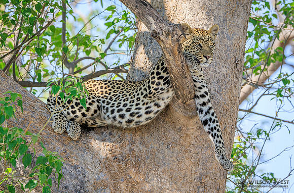 Leopard