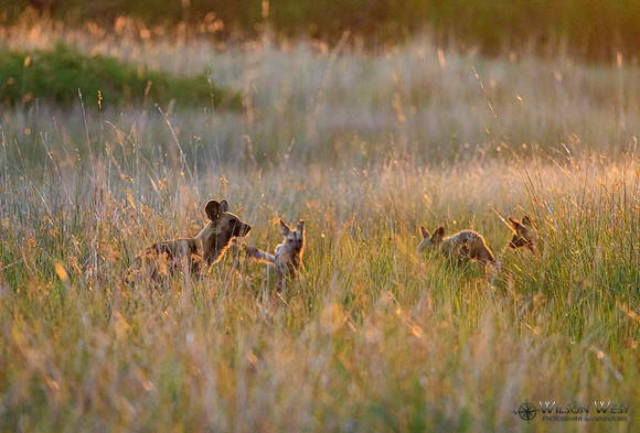 African Wild Dog