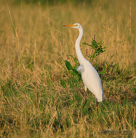 Great Egret