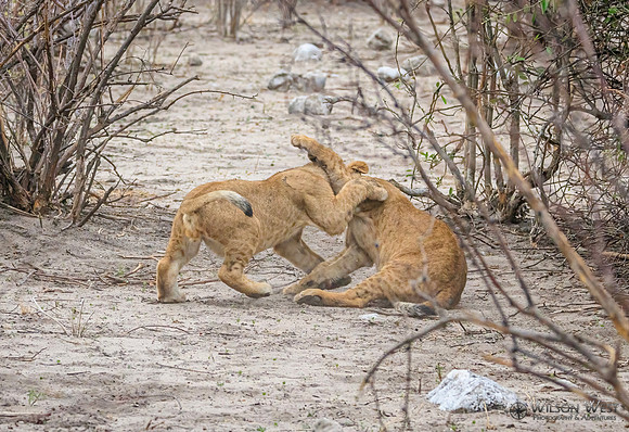Lion