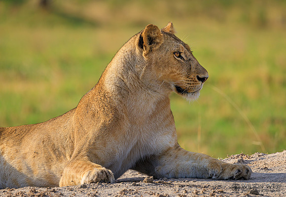 Lion