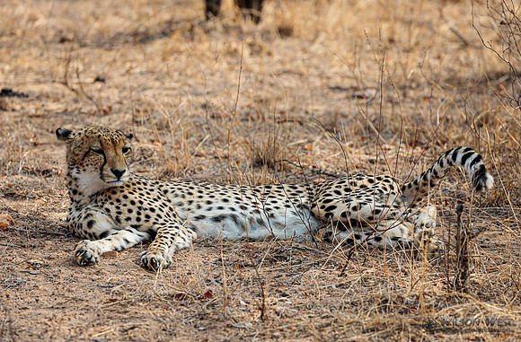 Cheetah