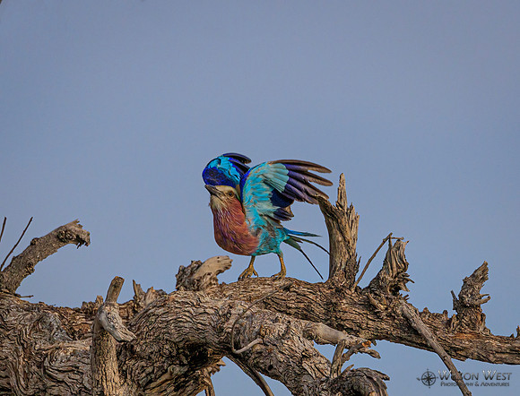 Lilac-breasted Roller