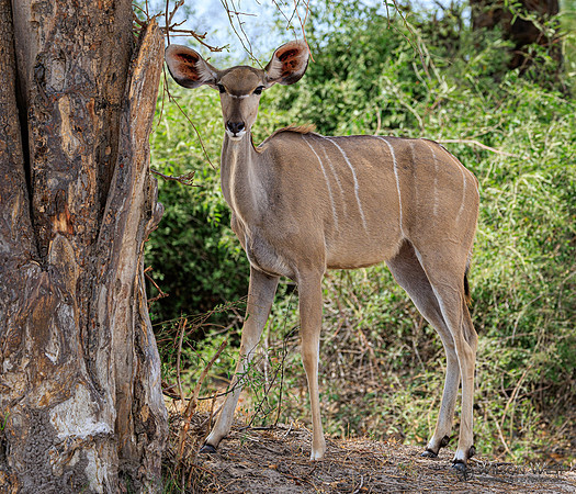 Greater Kudu
