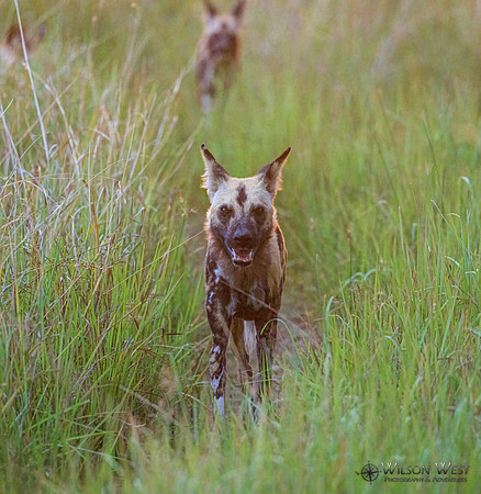 African Wild Dog