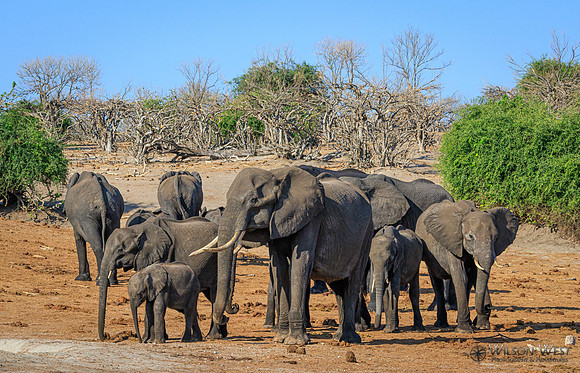 Elephant