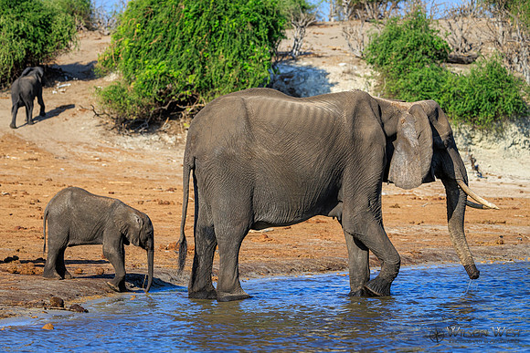 Elephant