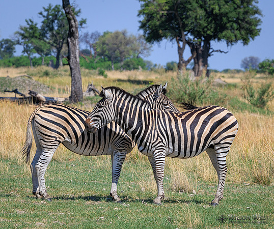 Burchell's Zebra