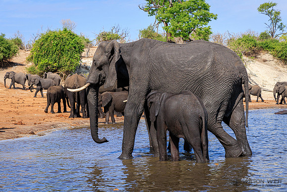 Elephant