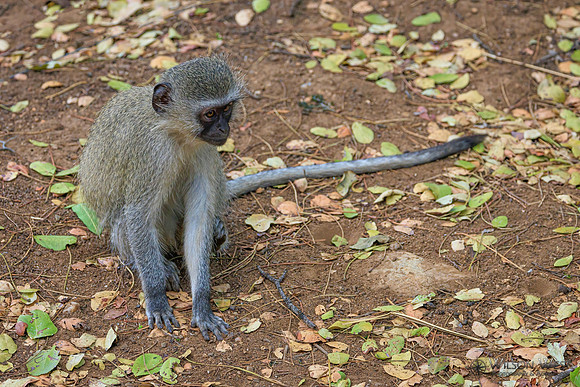 Vervet Monkey