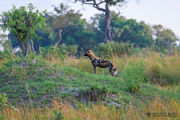 African Wild Dog