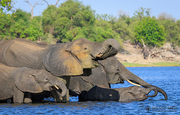 Elephant