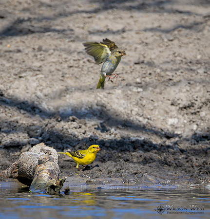 Yellow Canary