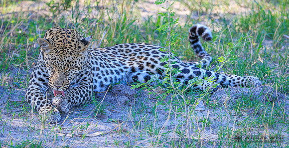 Leopard