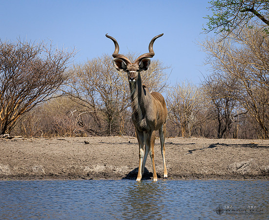 Greater Kudu