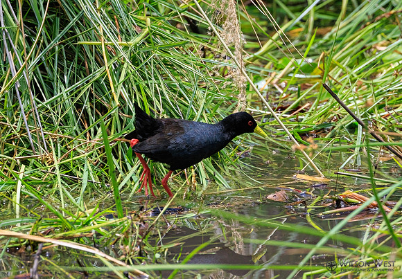 Black Crake