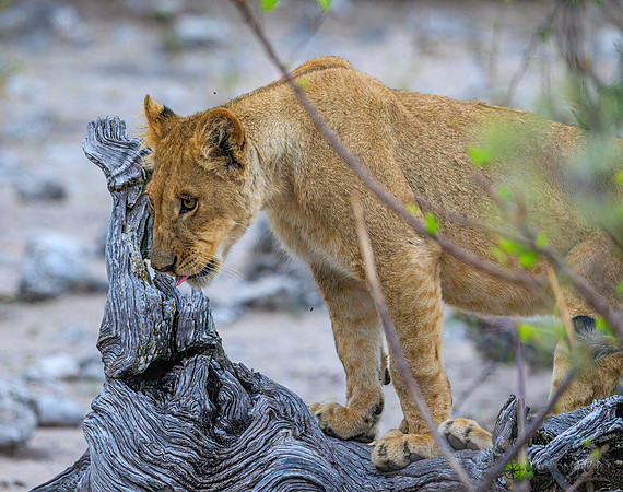 Lion