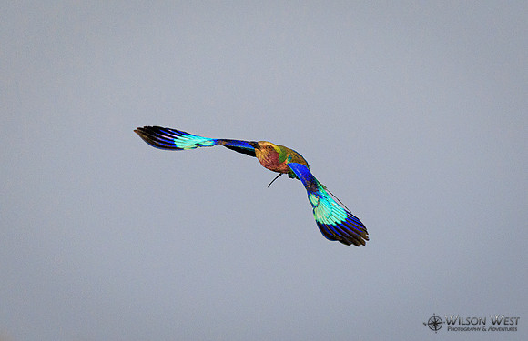 Lilac-breasted Roller