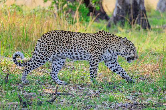 Leopard