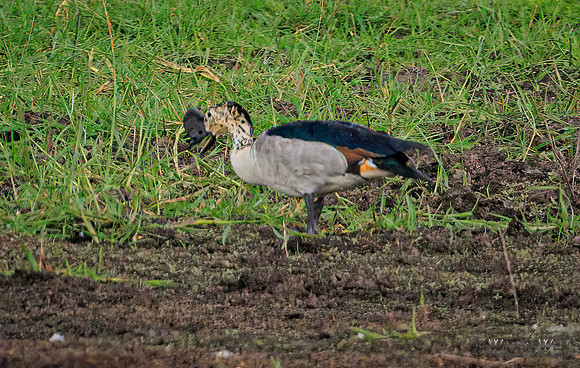Knob-billed Duck