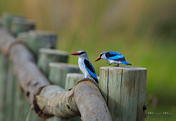 Woodland Kingfisher