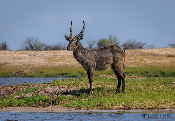 Common Waterbuck